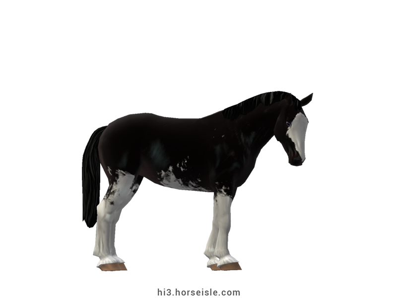 Australian Draught Horse Ebony Black Sabino Coat